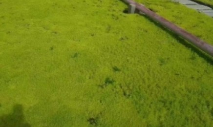四川省种植青叶佛甲草屋顶绿化有什么作用,是通过移栽种植吗?