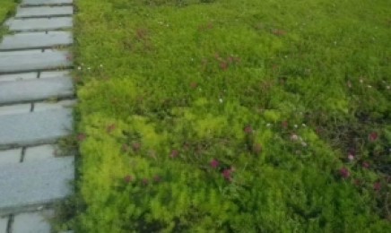 种植青叶佛甲草屋顶绿化有什么要求,种植后有效果吗?