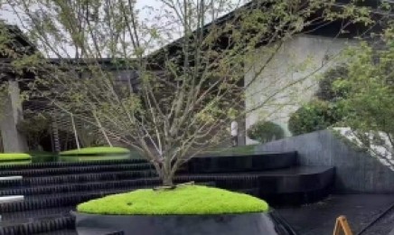 甘肃省种植青叶佛甲草屋顶绿化能使用吗,几月份可以种植?