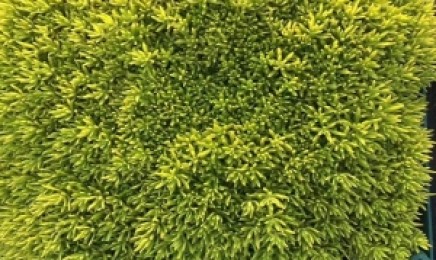 山东省种植金叶佛甲草屋顶绿化如何种植使用,适合作为屋顶绿化吗?