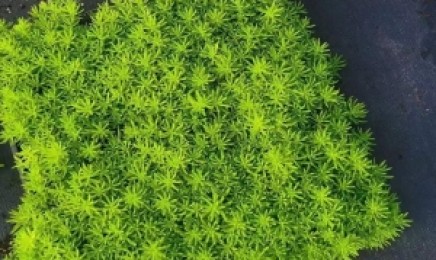 四川省屋顶绿化种植青叶佛甲草能使用吗,几月份可以种植?