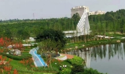 山东省种植青叶佛甲草屋顶绿化能有什么作用,种植后发芽率怎么样?