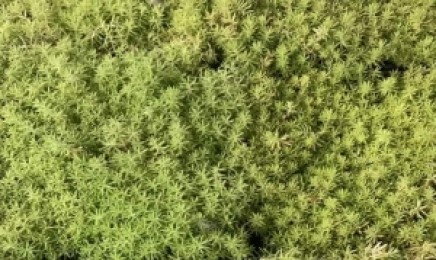 福建省种植屋顶绿化后有什么作用,几月份可以种植?