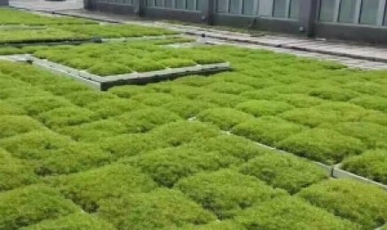 福建省屋顶绿化需要浇水吗,几月种植效果好?