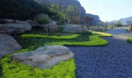 山西省屋顶绿化一般都是选择什么品种,青叶佛甲草种子后发芽率怎么样?