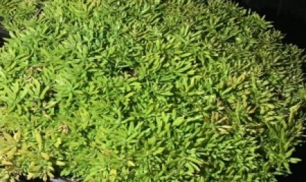 辽宁省屋顶绿化可以使用佛甲草吗,金叶佛甲草是多年生植物吗?