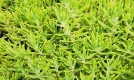 江苏省屋顶绿化都可以种植什么,金叶佛甲草种植技术方法?