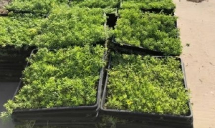 陕西省屋顶绿化价格多少钱,青叶佛甲草屋顶绿化隔热吗?