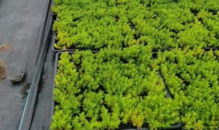 河南省屋顶绿化选择什么类型适合,几月种植效果好?