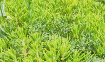 山西省屋顶绿化一般是如何操作,一平米需要多少种子?