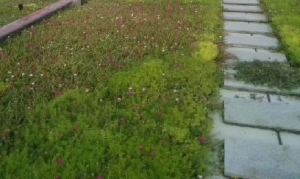 广东省佛甲草屋顶绿化价格多少钱,青叶佛甲草去哪里购买种子?