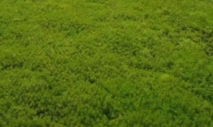 湖南省屋顶绿化种植佛甲草几月份最好,是多年生植物吗?