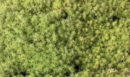 安徽省屋顶绿化多久浇水一次,种植后效果好吗?