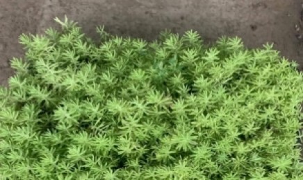 江西省屋顶绿化每年都要重新做吗,屋顶绿化效果好吗?