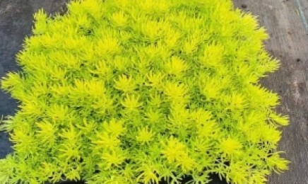 海南省屋顶绿化后有什么作用,种植时使用多少种子?