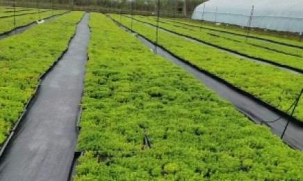 山东省屋顶绿化多久施肥一次,青叶佛甲草适合种植在什么地方?