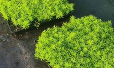 海南省屋顶绿化可以种植佛甲草,几月种植效果好?