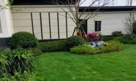 湖南省屋顶绿化种植佛甲草多少钱,种子在哪里购买?