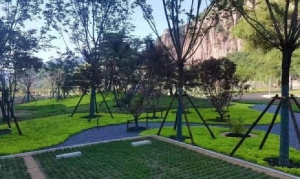 浙江省屋顶绿化可以种植佛甲草吗,几月种植效果好?