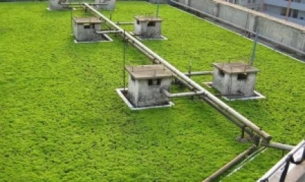 陕西省屋顶绿化种植佛甲草效果好吗?佛甲草适合种植在什么地方?