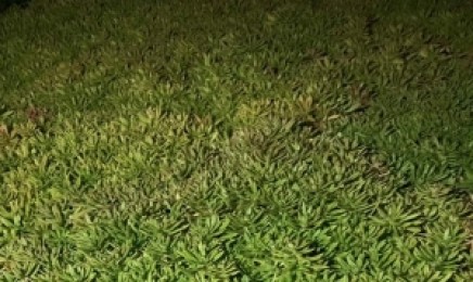 云南省屋顶绿化种植佛甲草可行吗?一平方米要多少佛甲草的种子?