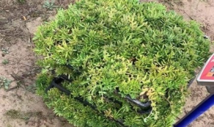 江西省屋顶绿化种植佛甲草能用几年,是通过移栽种植吗?