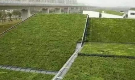 黑龙江省是通过移栽种植佛甲草吗,适合进行屋顶绿化吗?