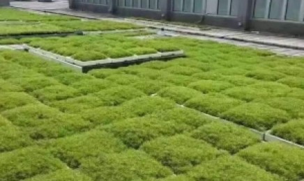 江苏省种植佛甲草后有效果吗,种植后发芽率怎么样?