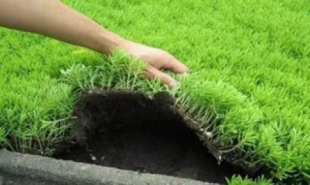 黑龙江省种植佛甲草屋顶绿化可以吗,几月份可以种植?