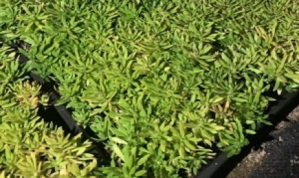 福建省屋顶绿化种植佛甲草能用多长时间,效果怎么样??