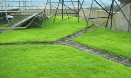 江西省屋顶绿化可以种植佛甲草,多少钱一平米?