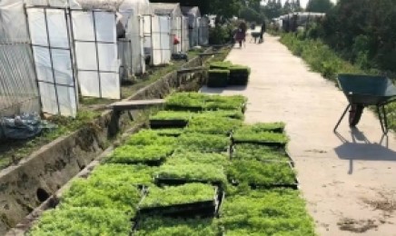 云南省屋顶绿化种植佛甲草隔热吗,几月份可以种植?
