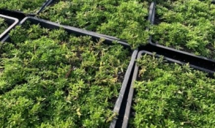 河南省屋顶绿化种植佛甲草能用多长时间,是多年生植物吗?