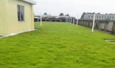 吉林省屋顶绿化种植什么品种的植物合适?种植的植物成活率怎么样?