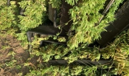 江西省屋顶绿化种植金叶佛甲草合适吗?种植后的效果如何?