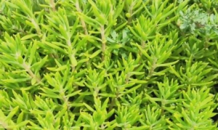 贵州省种植金叶佛甲草的绿化效果如何?种植后多久可以发芽?