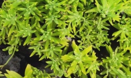 河北省屋顶绿化使用金叶佛甲草合适吗?效果如何?