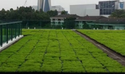 吉林省屋顶绿化种植佛甲草能用几年,佛甲草种植效果怎么样?