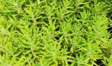 江苏省屋顶绿化种植佛甲草能用多长时间,种植效果怎么样?