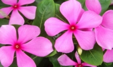 长春花种子价格_图片_播种方法