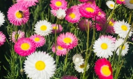 永生菊种子价格_图片_播种方法