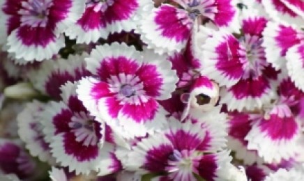 包衣五彩石竹种子价格_图片_播种方法