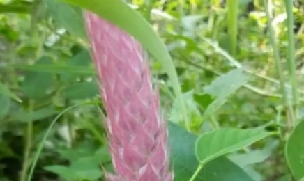 猫尾草种子价格_图片_播种方法
