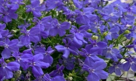 蓝花亚麻六倍利种子价格_图片_播种方法