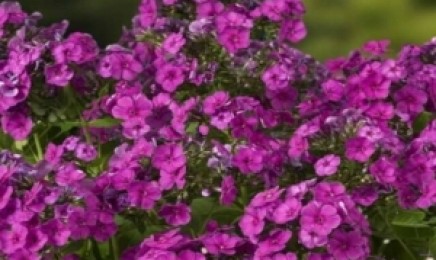 福禄考种子价格_图片_播种方法