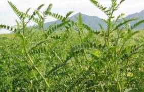 种植一亩地沙打旺一年可以收割几次