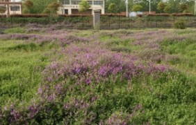 种植5亩地沙打旺可以养10头猪吗?收