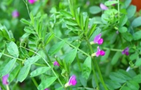 沙打旺喂养牛羊适合吗?单纯喂牧草可