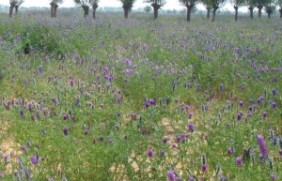 海南养牛种植沙打旺种植后发芽率怎