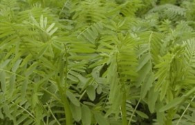 放牧种植沙打旺适合吗?是多年生牧草